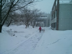 snow akita